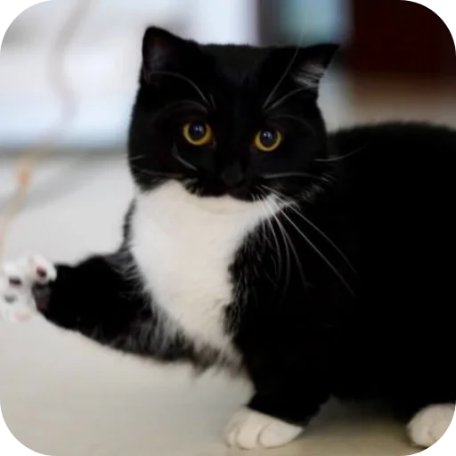 🐱 Стикер «Объединенный стикерпак Unico» для Telegram