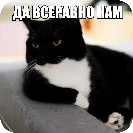 🐱 Стикер «Объединенный стикерпак Unico» для Telegram