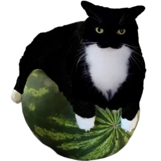 🐈 Стикер «Объединенный стикерпак Unico» для Telegram