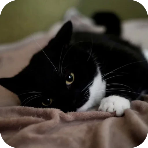 🐱 Стикер «Объединенный стикерпак Unico» для Telegram