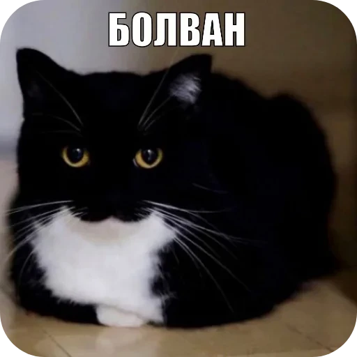 🐱 Стикер «Объединенный стикерпак Unico» для Telegram
