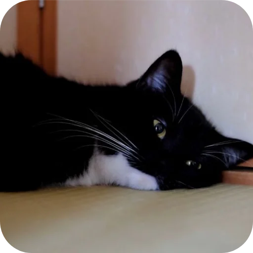 😕 Стикер «Объединенный стикерпак Unico» для Telegram
