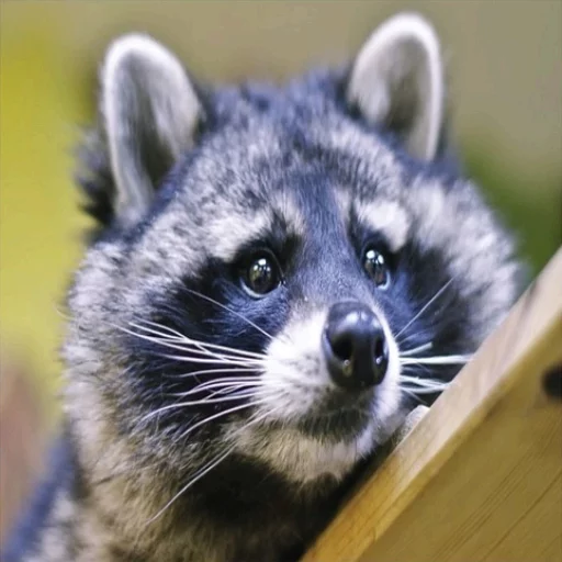 Стикерпак Uprt Animals для Telegram — скачать
