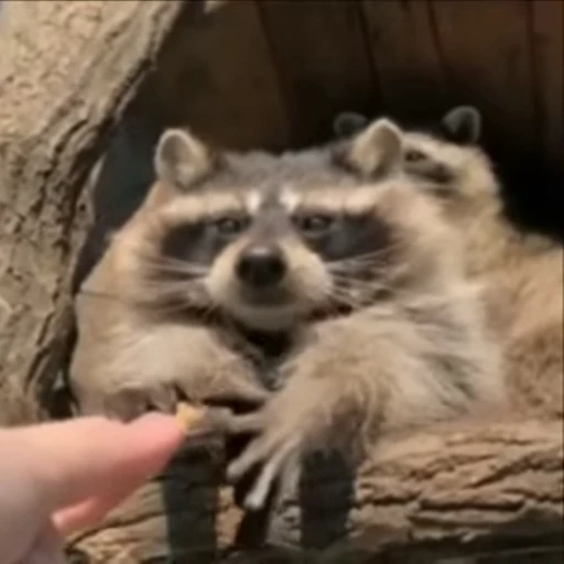 😋 Стикер «Енот» для Telegram