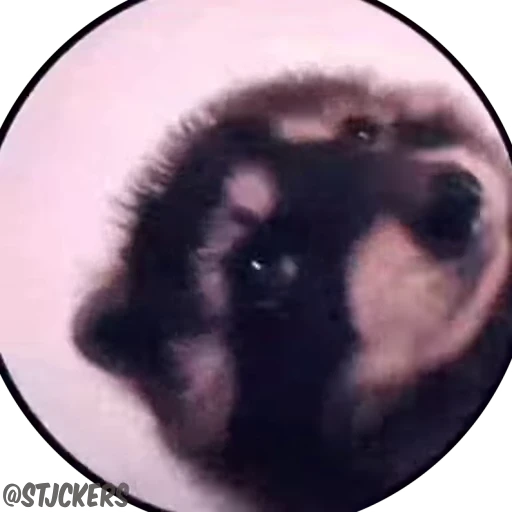🕺 Стикер «Енот» для Telegram