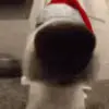 🐶 Эмодзи «New year #newyear #other #cute» для Telegram