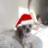 🐶 Эмодзи «New year #newyear #other #cute» для Telegram
