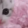 🐾 Эмодзи «Pink #color #pink #cute #girl #status» для Telegram