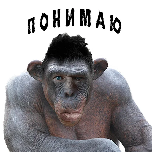 🐒 Стикер «Пожилые стикеры» для Telegram
