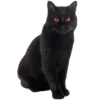🐈‍⬛ Эмодзи «❤ Вампирская эстетика» для Telegram