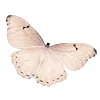 🦋 Эмодзи «Vanilla Core» для Telegram