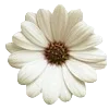 🌸 Эмодзи «Vanilla Core» для Telegram