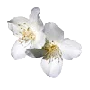 🌸 Эмодзи «Vanilla Core» для Telegram