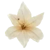 🌸 Эмодзи «Vanilla Core» для Telegram