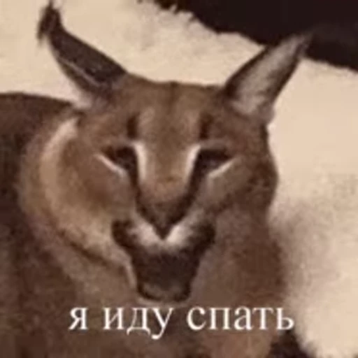 😴 Стикер «Большой Шлёпа» для Telegram