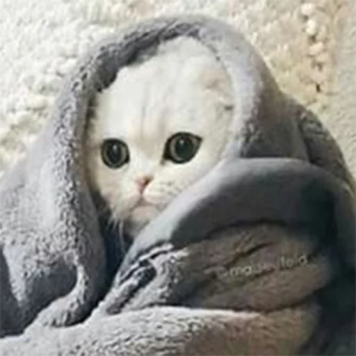 😀 Стикер «VБЛЯДЪСКИЕ СТИКЕРЫ» для Telegram