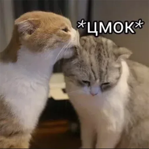 😘 Стикер «VБЛЯДЪСКИЕ СТИКЕРЫ» для Telegram