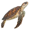 🐢 Эмодзи «Sea World» для Telegram