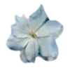 🕊️ Эмодзи «Blue» для Telegram