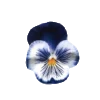 🕊️ Эмодзи «Blue» для Telegram