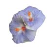 🕊️ Эмодзи «Blue» для Telegram