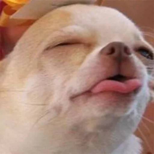 😛 Стикер «VengoDeWasap» для Telegram