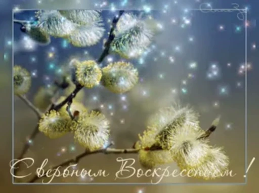 🌷 Стикер «Вербное Воскресенье» для Telegram