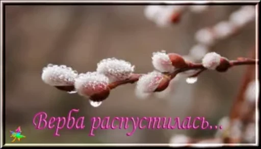 🌷 Стикер «Вербное Воскресенье» для Telegram