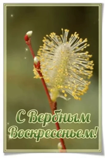 🌷 Стикер «Вербное Воскресенье» для Telegram