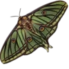 🧚 Эмодзи «fairy» для Telegram