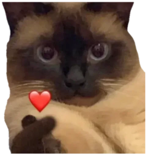 Стикерпак Cat Vibes для Telegram — скачать