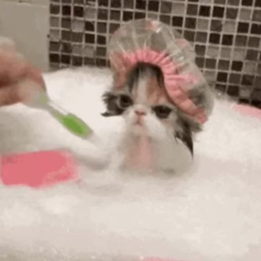 Стикерпак 🐱🫧🧼🛁 для Telegram — скачать