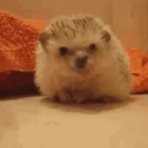 Стикерпак 🦔 для Telegram — скачать