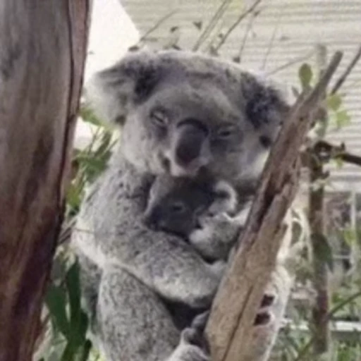 Стикерпак video Koalas STICKER PARTY для Telegram — скачать