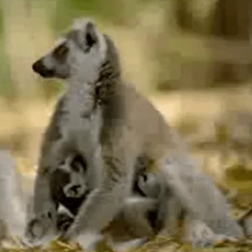 Стикерпак Lemurs для Telegram — скачать