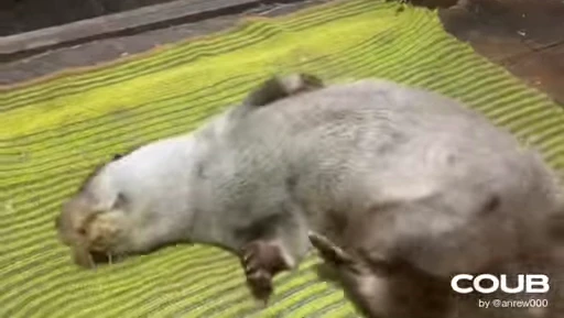 😇 Стикер «OTTERS» для Telegram