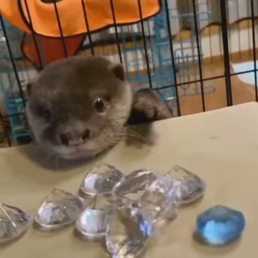 💎 Стикер «OTTERS» для Telegram