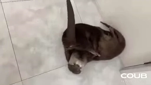 🤗 Стикер «OTTERS» для Telegram