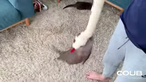 🐍 Стикер «OTTERS» для Telegram