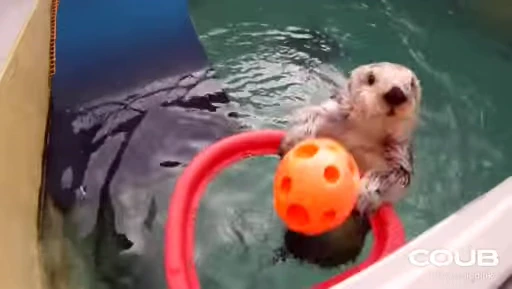 🏀 Стикер «OTTERS» для Telegram