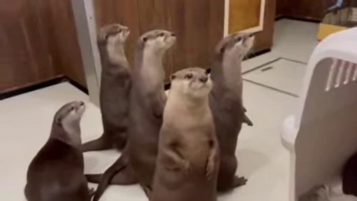 🦦 Стикер «OTTERS» для Telegram