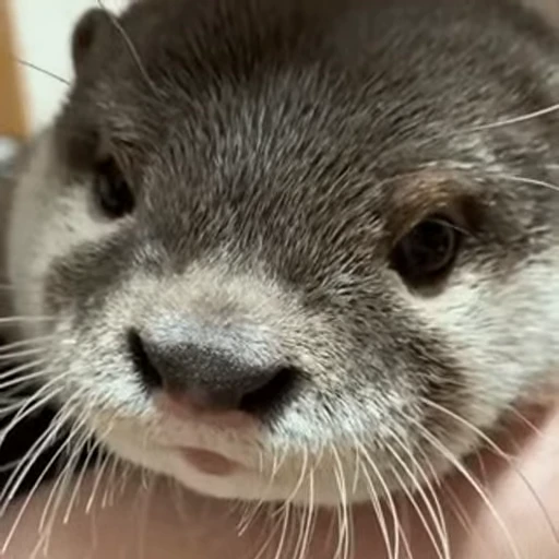 😉 Стикер «OTTERS» для Telegram