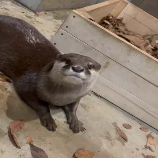 😦 Стикер «OTTERS» для Telegram