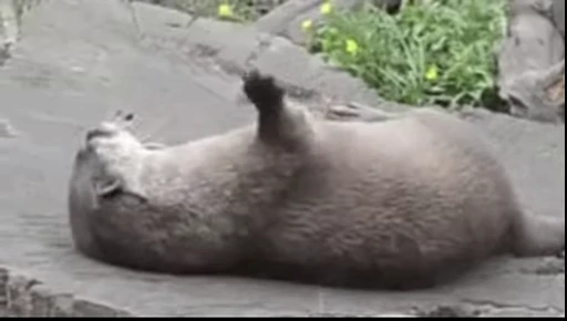 🤹‍♂️ Стикер «OTTERS» для Telegram