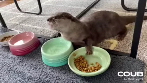 🍳 Стикер «OTTERS» для Telegram
