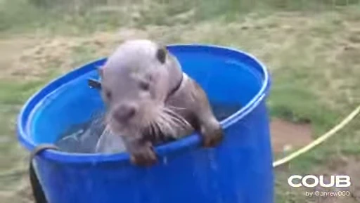 🛀 Стикер «OTTERS» для Telegram