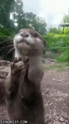 😇 Стикер «OTTERS» для Telegram