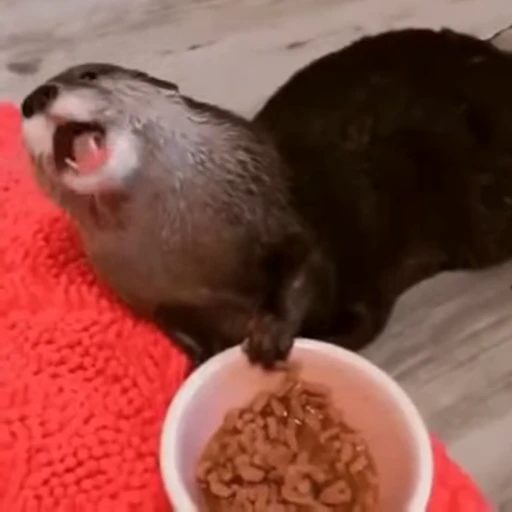 🌰 Стикер «OTTERS» для Telegram