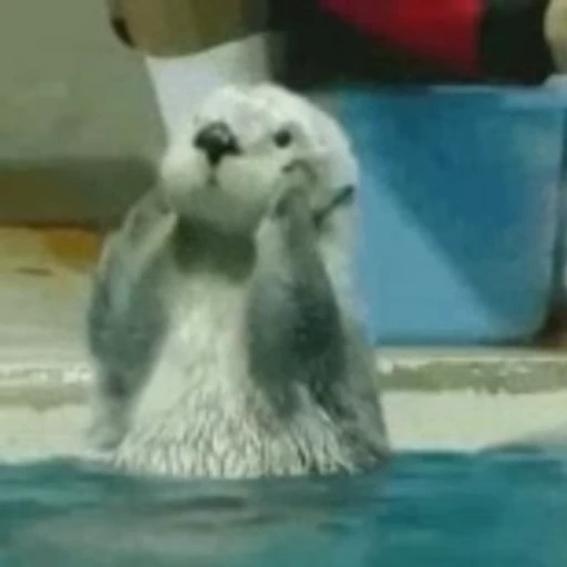 🙉 Стикер «Otters Выдры» для Telegram