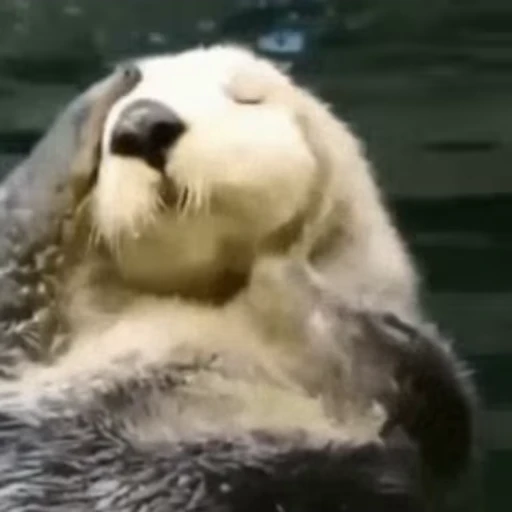 Стикерпак Otters Выдры для Telegram — скачать